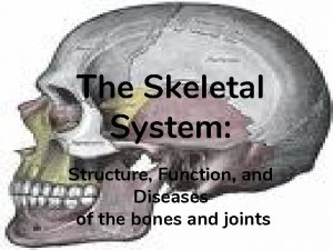 The Skeletal System Structure Function and Diseases of