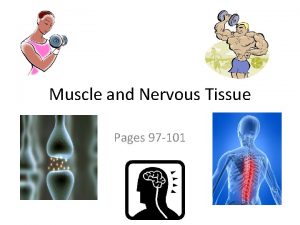 Muscle and Nervous Tissue Pages 97 101 Muscle