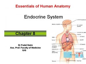 Essentials of Human Anatomy Endocrine System Chapter 8