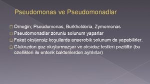 Pseudomonas ve Pseudomonadlar rnein Pseudomonas Burkholderia Zymomonas Pseudomonadlar