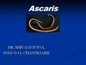 Ascaris DR SHIVANI GUPTA PGGCG11 CHANDIGARH Ascaris Lumbricoides