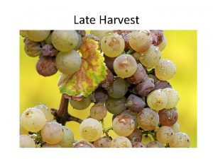 Late Harvest Late harvest is a term applied