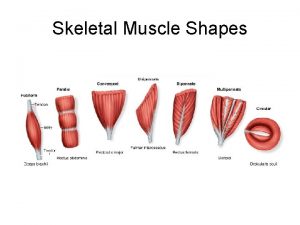 Skeletal Muscle Shapes Muscle Descriptions Fusiform muscles thick