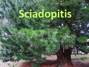 Sciadopitis Xnero Sciadopitys Unha soa especie nica representante