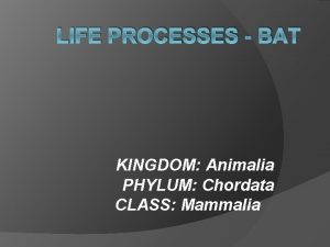 LIFE PROCESSES BAT KINGDOM Animalia PHYLUM Chordata CLASS