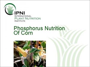 Phosphorus Nutrition Of Corn Outline P Nutrition of