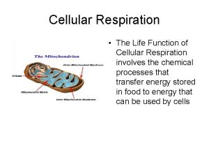 Cellular Respiration The Life Function of Cellular Respiration