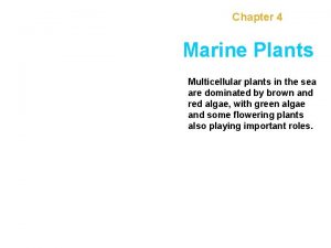 Chapter 4 Marine Plants Multicellular plants in the