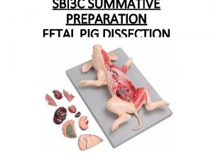 SBI 3 C SUMMATIVE PREPARATION FETAL PIG DISSECTION