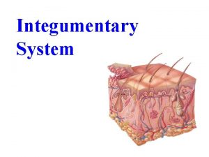 Integumentary System Functions of the Integumentary System protection