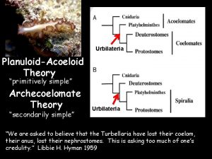 PlanuloidAcoeloid Theory Urbilateria Ur Bilateria primitively simple Archecoelomate