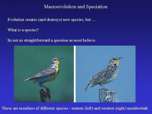 Macroevolution and Speciation Evolution creates and destroys new