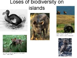 Loses of biodiversity on islands Island biodiversity Islands