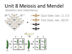 Unit 8 Meiosis and Mendel Genetics and Inheritance