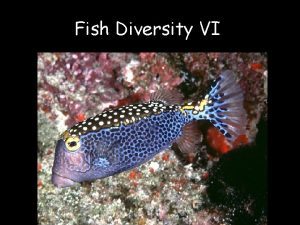 Fish Diversity VI TELEOSTEI EUTELEOSTI NEOTELEOSTS ACANTHOMORPHA ACANTHOPTERYGII