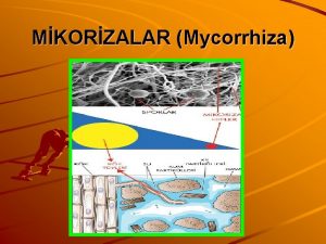 MKORZALAR Mycorrhiza MKORZALAR Mycorrhiza Hazrlayan Feden TORAMAN Fehmi