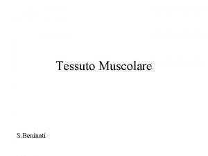 Tessuto Muscolare S Beninati Lezioni di Istologia BCMBU