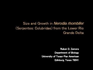 Size and Growth in Nerodia rhombifer Serpentes Colubridae