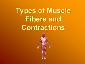 Types of Muscle Fibers and Contractions Muscular System