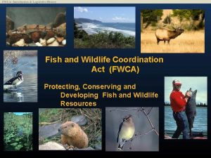 Fish and Wildlife Coordination Act FWCA Protecting Conserving