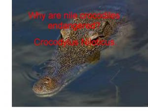 Why are nile crocodiles endangered Crocodylus Niloticus Introduction