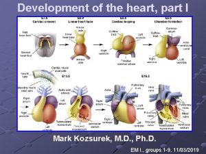 Development of the heart part I Mark Kozsurek