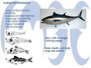 OCEAN FISH DYNAMICS Class OSTEICHTHYES PISCES Subclass ACTINOPTERYGII