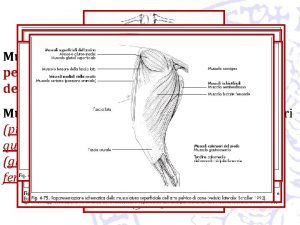 Muscoli della cintura e dellarto pelvico m pelvitrocanterici