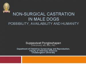 NONSURGICAL CASTRATION IN MALE DOGS POSSIBILITY AVAILABILITY AND