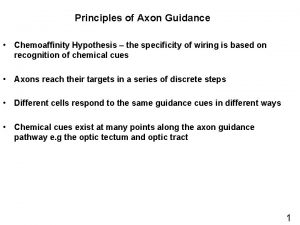 Principles of Axon Guidance Chemoaffinity Hypothesis the specificity