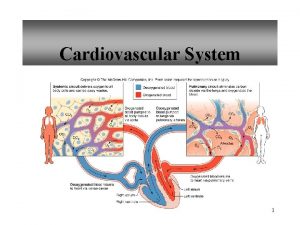 Cardiovascular System 1 Size of Heart Average Size