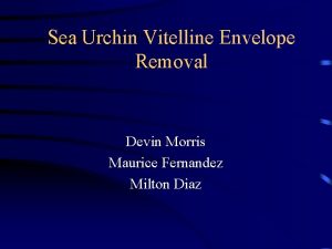 Sea Urchin Vitelline Envelope Removal Devin Morris Maurice