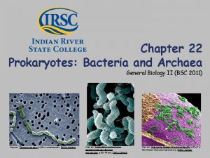 Chapter 22 Prokaryotes Bacteria and Archaea General Biology