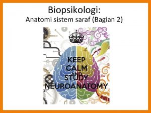 Biopsikologi Anatomi sistem saraf Bagian 2 1 a