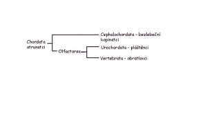 Chordata strunatci Cephalochordata bezleben kopinatci Olfactores Urochordata pltnci