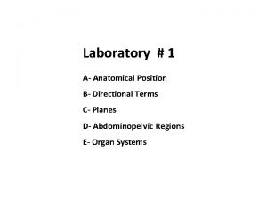 Laboratory 1 A Anatomical Position B Directional Terms