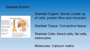 Skeletal System Skeletal Organs Bones made up of
