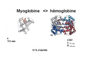 Myoglobine hmoglobine 153 aas 2 2 141 aas