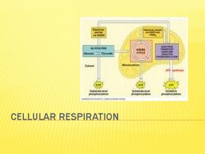 CELLULAR RESPIRATION CELLULAR RESPIRATION the process in which