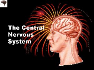 The Central Nervous System The Central Nervous System