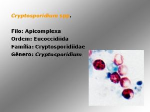 Cryptosporidium spp Filo Apicomplexa Ordem Eucoccidiida Famlia Cryptosporidiidae
