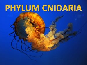 PHYLUM CNIDARIA CNIDARIA Kingdom Animalia Phylum Cnidaria or