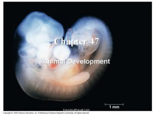 Chapter 47 Animal Development travismulthaupt com The Zygote