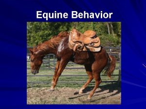 Equine Behavior Equine Behavior Why is it important