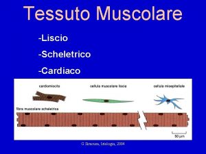 Tessuto Muscolare Liscio Scheletrico Cardiaco G Siracusa Istologia