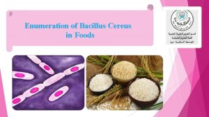 Enumeration of Bacillus Cereus in Foods General Characteristics