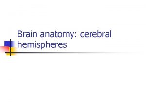 Brain anatomy cerebral hemispheres The cerebral hemispheres n