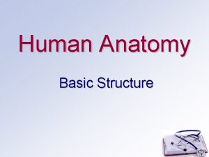 Human Anatomy Basic Structure Anatomical Terms Anatomy study
