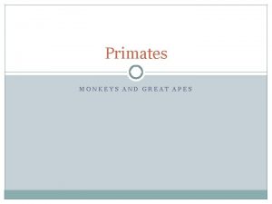 Primates MONKEYS AND GREAT APES Why study primates