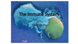 The Immune System Chapter 24 Immune System Nearly